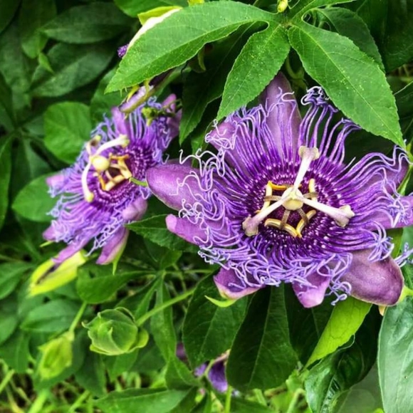 Meet your Posher, Nicole - Picture 2 of 2